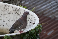 Patagioenas picazuro