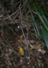 Dianella atraxis
