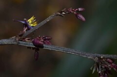 Dianella atraxis