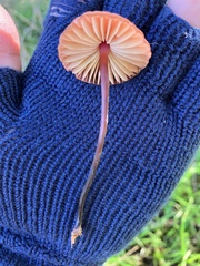 Marasmius plicatulus