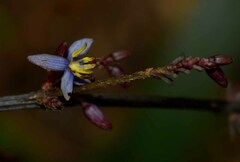 Dianella atraxis