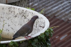 Patagioenas picazuro