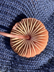 Marasmius plicatulus