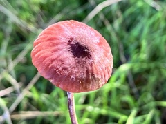 Marasmius plicatulus