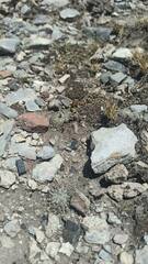 Pelecyphora aselliformis