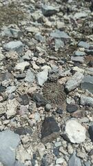 Pelecyphora aselliformis