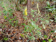 Crotalaria pallida