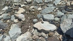 Pelecyphora aselliformis