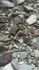 Pelecyphora aselliformis