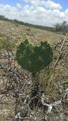 Opuntia rastrera