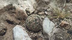 Coryphantha delicata