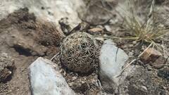Coryphantha delicata