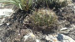 Coryphantha