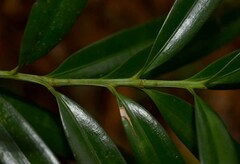 Podocarpus grayae