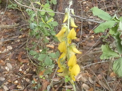 Crotalaria pallida