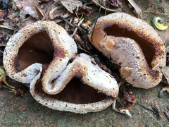 Peziza