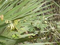Crotalaria pallida