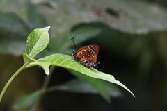 Iraota distanti