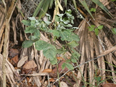 Crotalaria pallida