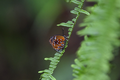 Iraota distanti