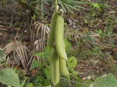 Crotalaria pallida