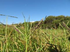 Paspalum vaginatum