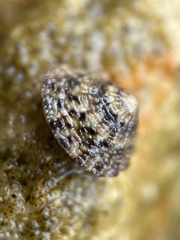Bembicium nanum