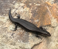 Pseudemoia entrecasteauxii