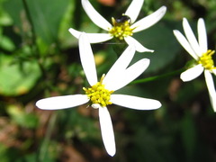 Aster scaber