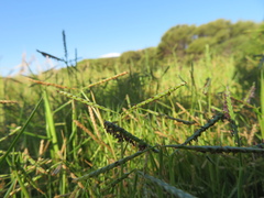 Paspalum vaginatum