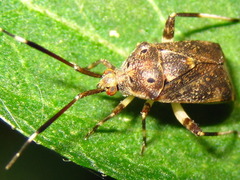 Eurystylus coelestialium