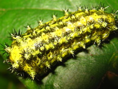 Scopelodes contracta