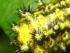 Scopelodes contracta