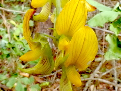 Crotalaria pallida