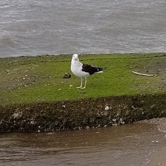 Larus dominicanus
