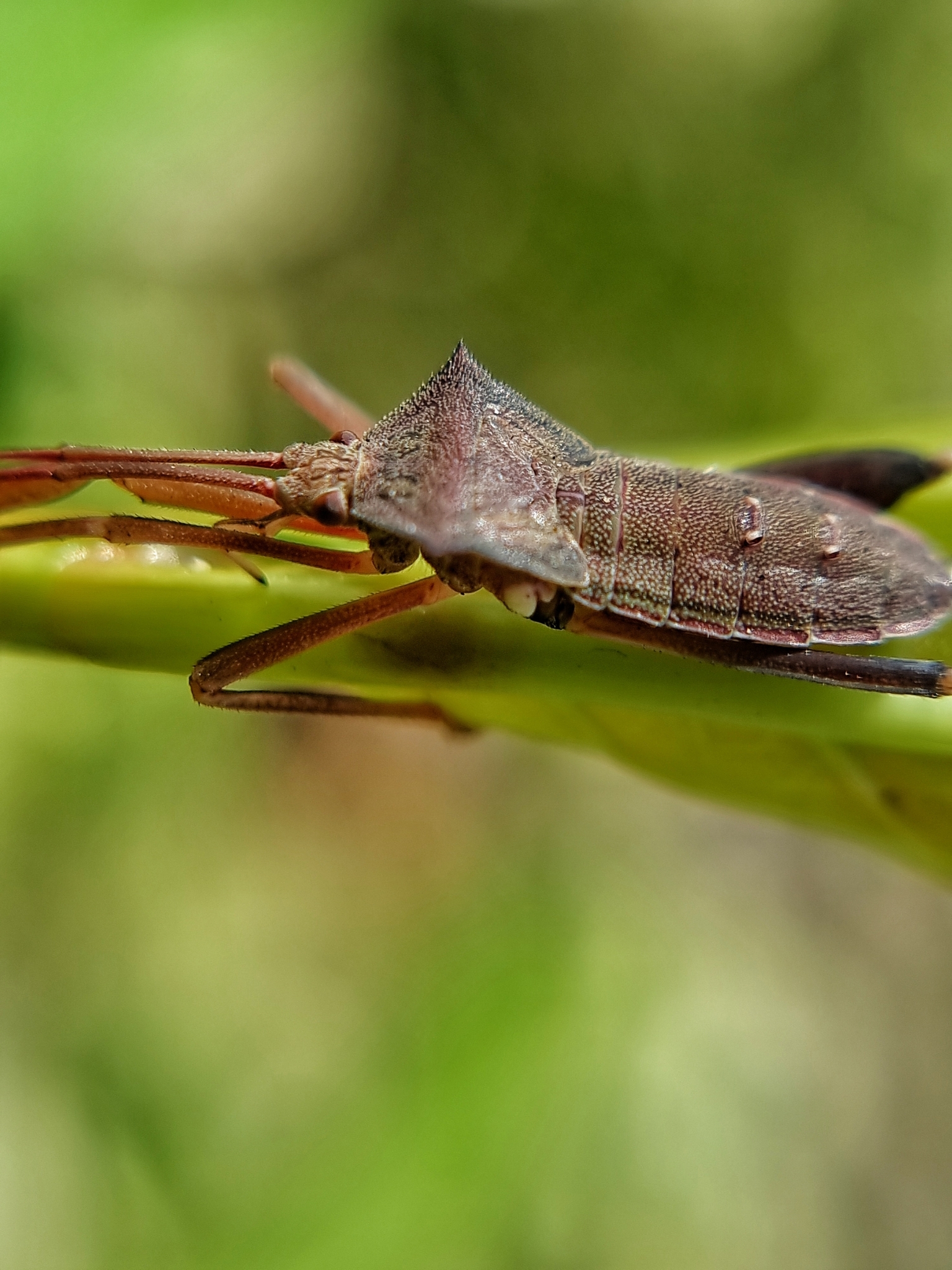 Mictis longicornis Westwood, 1842