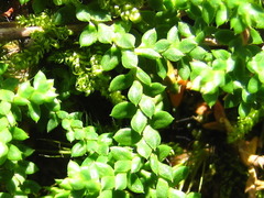Selaginella rossii