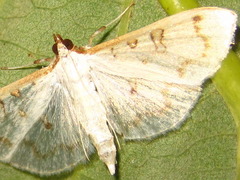 Palpita inusitata