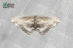 Rhombophylla edentata