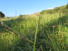 Paspalum vaginatum
