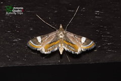 Strepsinoma croesusalis