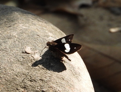 Notocrypta