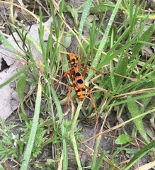 Sphictostethus gravesii