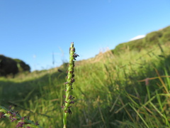 Paspalum vaginatum