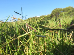 Paspalum vaginatum
