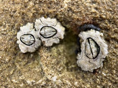 Chthamalus antennatus