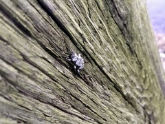 Leptostylus asperatus