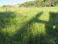 Paspalum vaginatum