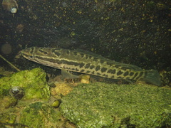 Channa maculata
