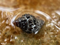 Tenguella marginalba